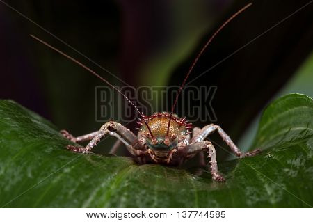 Armoured Cricket (Acanthoplus Discoidalis) on large palm leaf