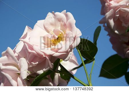 a photo of the astrid lindgren rose