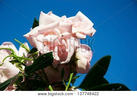 a photo of the astrid lindgren rose
