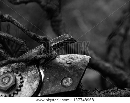 Gardener Pincers Trimming Bonsai Tree. Cleaning Treetop