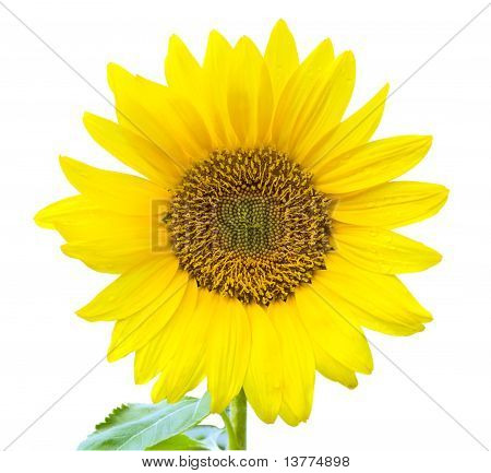 Girasol