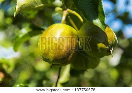 Ripe apple in a private garden near the house