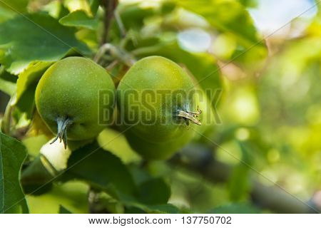 Ripe apple in a private garden near the house