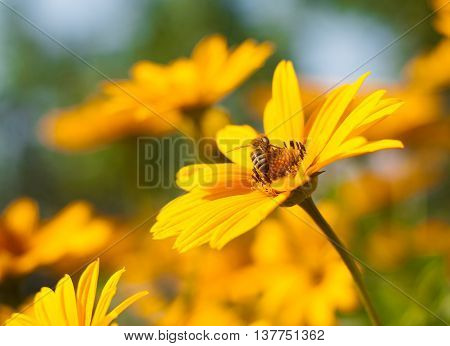 He Is Sitting On A Yellow Daisy Bee