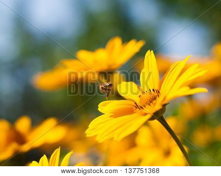 He Is Sitting On A Yellow Daisy Bee