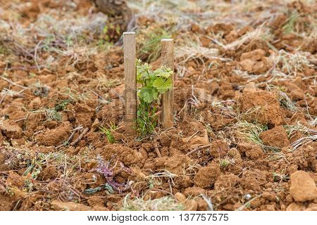 Young vines supported by two props Burgundy France