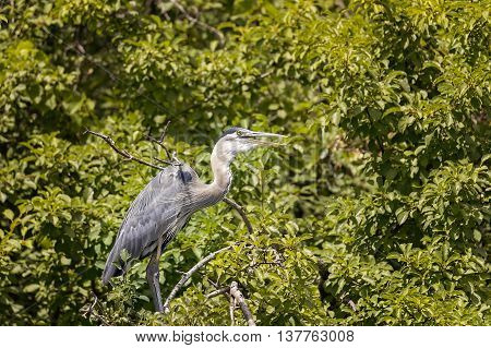 Wild Blue Heron hunting near the pond.