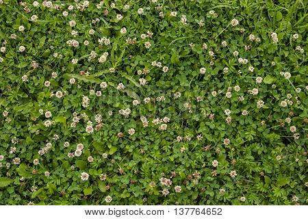 Green clover leaves and grass as background