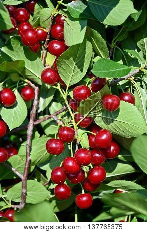 Fruit growing in eastern Europe, cherry orchard
