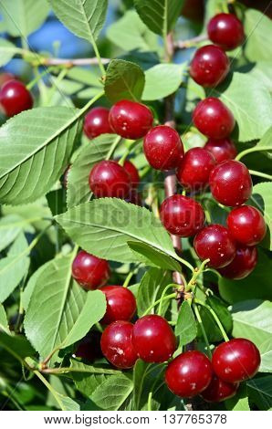 Fruit growing in eastern Europe, cherry orchard