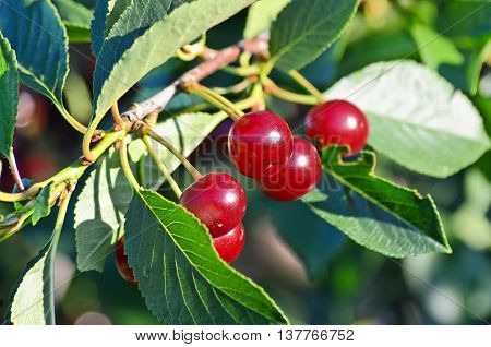 Fruit growing in eastern Europe, cherry orchard