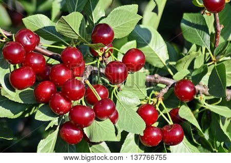 Fruit growing in eastern Europe, cherry orchard