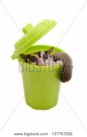 Sugarglider sitting in green trash bin and looking out on white background.