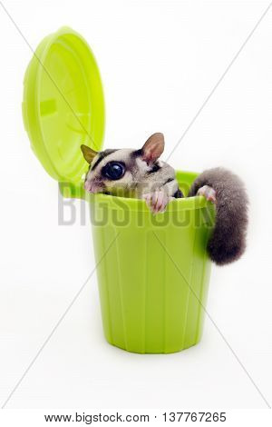 Sugarglider in green trash bin looking out for something on white background.