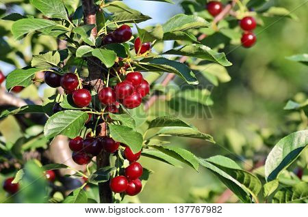 Fruit growing in eastern Europe, cherry orchard