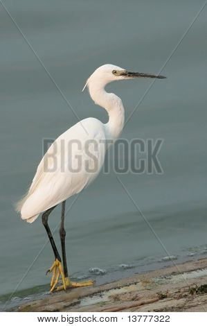 Seidenreiher (Egretta Garzetta) auf der Suche nach Nahrung
