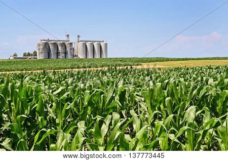 Cornfield and silos, farming in eastern Europe