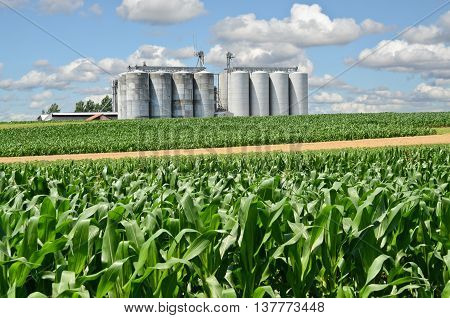 Cornfield and silos, farming in eastern Europe