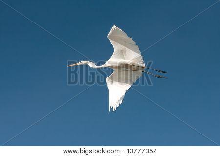 Büyük ak balıkçıl uçuş mavi gökyüzü / Ardea alba