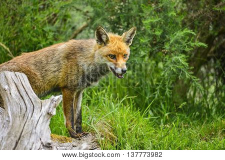 Stunning Male Fox In Long Lush Green Grass Of Summer Field