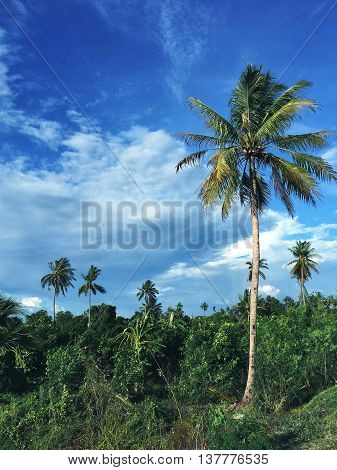 The coconut tree is very tall into the sky.