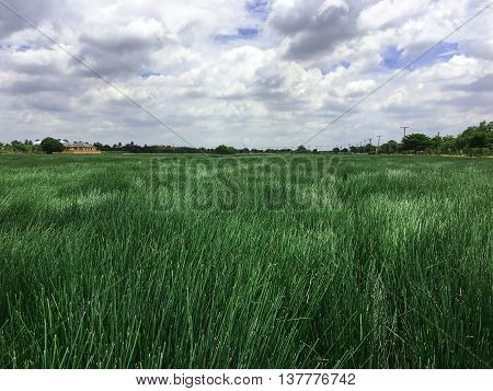 Waternut field farming at countryside in a shiny-day.