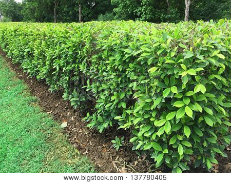 Green Ficus Tree for decorated in the garden.