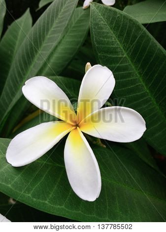 Beautiful White Plumeria in front of green leaf in the garden.
