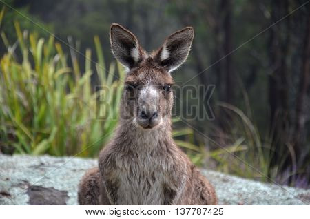 Curious kangaroo is watching you in the bush