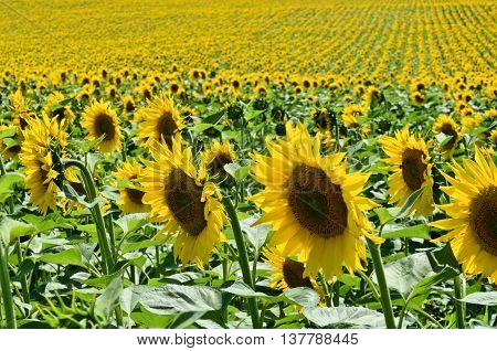 Huge sunflower Field, farming in eastern Europe