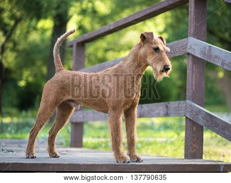 Irish terrier dog stays on the wooden bridge on the forest nature background
