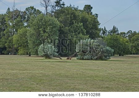 Interesting trees in Emmarentia garden in Johannesburg, South Africa