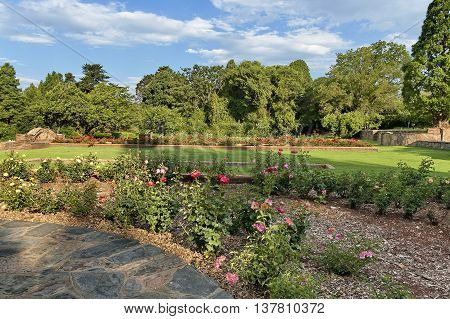 Fragment of rosarium in Johannesburg Botanical Garden, South Africa