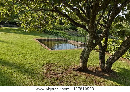 Trunk of old tree in Johannesburg Botanical Garden, South Africa