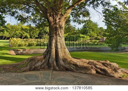 Trunk of old tree in Johannesburg Botanical Garden, South Africa