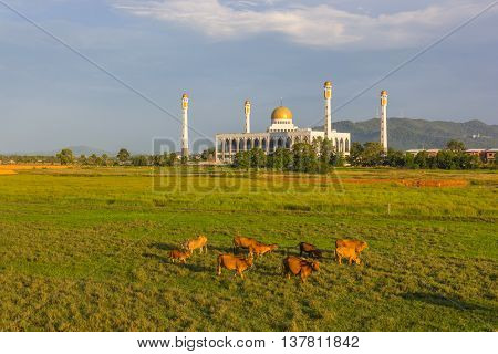 cow Central Mosque of Songkhla religious, sky, songkhla,