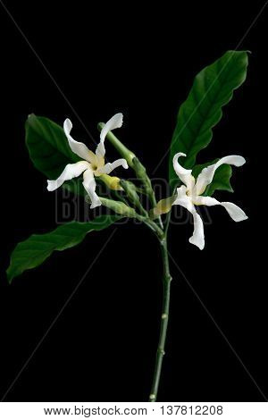 Close up white flowers isolated on a black background
