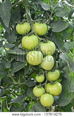 Growing tomatoes in greenhouse. Small - family business in Europe