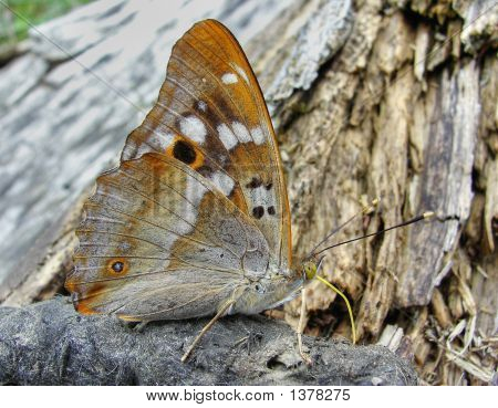 나비 (Apatura 일리 야 Ussuriensis)