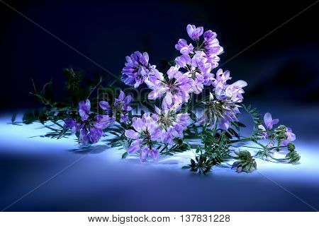 Vetch wild plants closeup on white background. Light brush