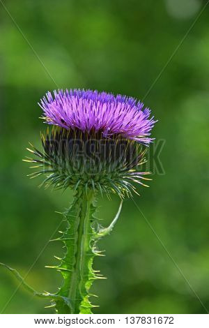 One Purple Thistle Flower Head Over Green