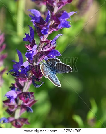 One blue moth butterfly on purple sage salvia flower over green summer meadow background close up