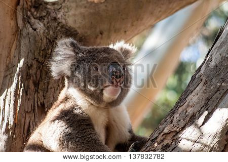 Koala on Kangaroo Island in eucalyptus tree