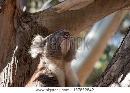 Koala on Kangaroo Island in eucalyptus tree