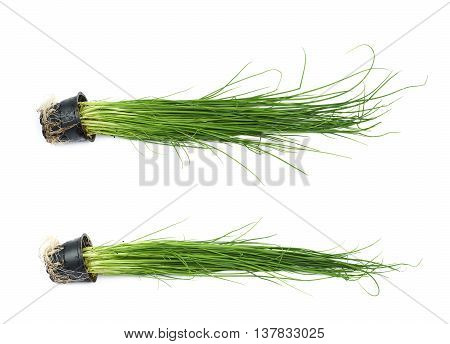 Green onion scallions in a pot isolated over the white background, set of two different foreshortenings