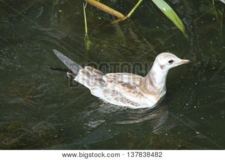 Juvenile of Black-headed gull (Chroicocephalus ridibundus). Wild bird