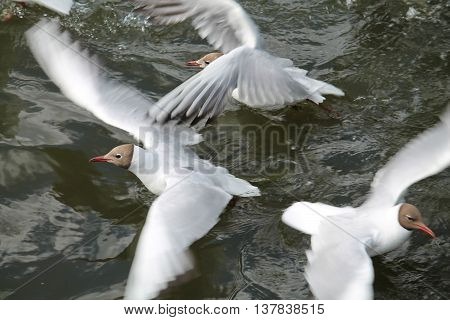 Black-headed gull (Chroicocephalus ridibundus). Wild bird on water