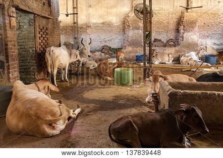 Cows in Goshala - protective shelters for cows in holy Hindu city Vrindavan, India.