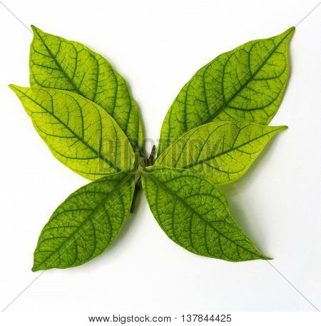 Green leave  put-down on white background for pattern.