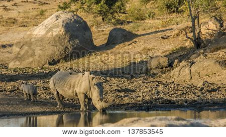 mother and baby white rhinoceros in the riverbank in South Africa
